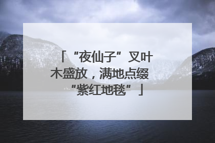 “夜仙子”叉叶木盛放，满地点缀“紫红地毯”