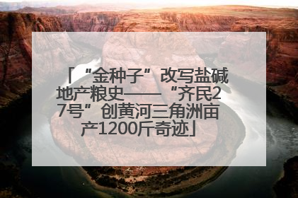 “金种子”改写盐碱地产粮史——“齐民27号”创黄河三角洲亩产1200斤奇迹