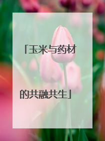 玉米与药材的共融共生