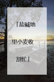 盐碱地里小麦收割忙