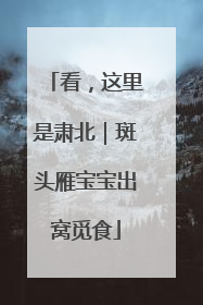 看，这里是肃北｜斑头雁宝宝出窝觅食