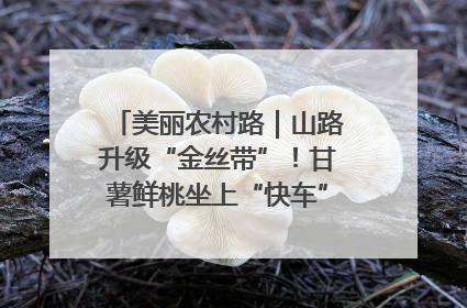 美丽农村路｜山路升级“金丝带”！甘薯鲜桃坐上“快车”，开去大市场
