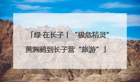 绿·在长子丨“极危精灵”黄胸鹀到长子营“旅游”