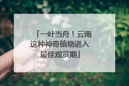 一叶当舟！云南这种神奇植物进入最佳观赏期