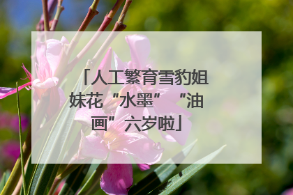 人工繁育雪豹姐妹花“水墨”“油画”六岁啦