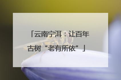 云南宁洱：让百年古树“老有所依”