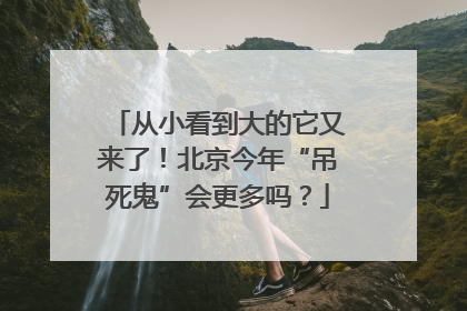 从小看到大的它又来了！北京今年“吊死鬼”会更多吗？