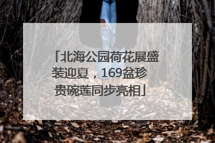 北海公园荷花展盛装迎夏，169盆珍贵碗莲同步亮相