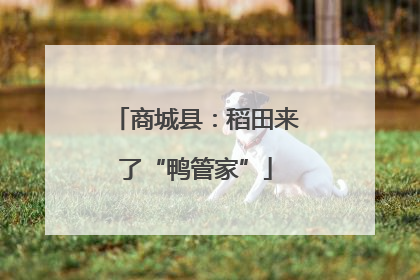 商城县：稻田来了“鸭管家”