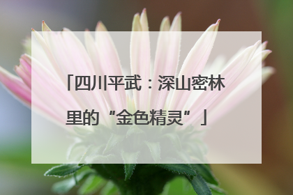 四川平武：深山密林里的“金色精灵”