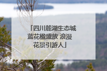 四川麓湖生态城蓝花楹盛放 浪漫花景引游人