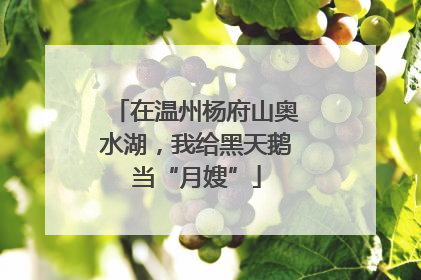 在温州杨府山奥水湖，我给黑天鹅当“月嫂”
