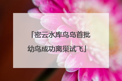 密云水库鸟岛首批幼鸟成功离巢试飞