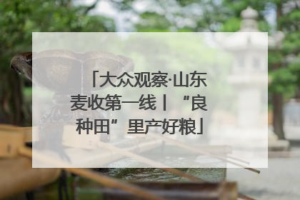 大众观察·山东麦收第一线丨“良种田”里产好粮