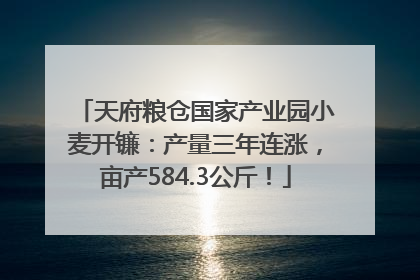 天府粮仓国家产业园小麦开镰：产量三年连涨，亩产584.3公斤！