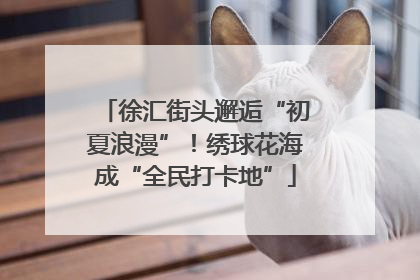 徐汇街头邂逅“初夏浪漫”！绣球花海成“全民打卡地”
