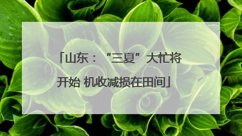 山东：“三夏”大忙将开始 机收减损在田间