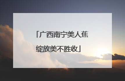 广西南宁美人蕉绽放美不胜收