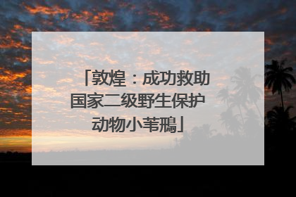 敦煌：成功救助国家二级野生保护动物小苇鳽