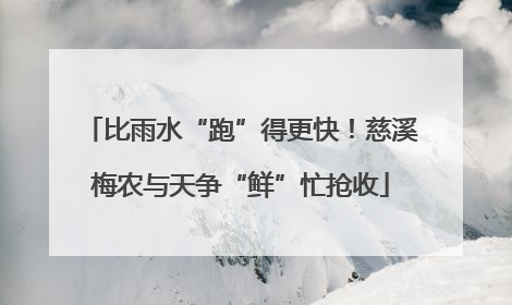 比雨水“跑”得更快！慈溪梅农与天争“鲜”忙抢收
