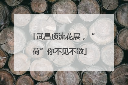 武昌顶流花展，“荷”你不见不散