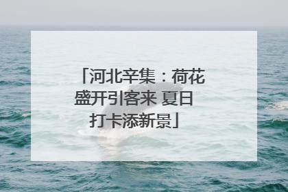 河北辛集：荷花盛开引客来 夏日打卡添新景