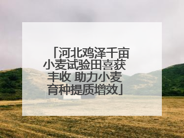 河北鸡泽千亩小麦试验田喜获丰收 助力小麦育种提质增效