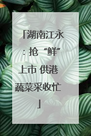 湖南江永：抢“鲜”上市 供港蔬菜采收忙