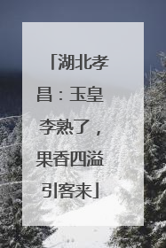湖北孝昌：玉皇李熟了，果香四溢引客来