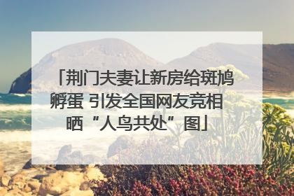 荆门夫妻让新房给斑鸠孵蛋 引发全国网友竞相晒“人鸟共处”图