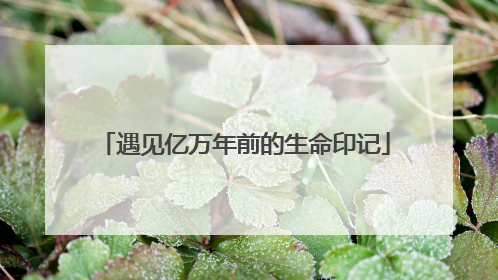 遇见亿万年前的生命印记