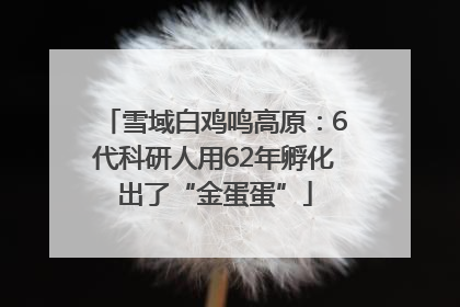 雪域白鸡鸣高原：6代科研人用62年孵化出了“金蛋蛋”