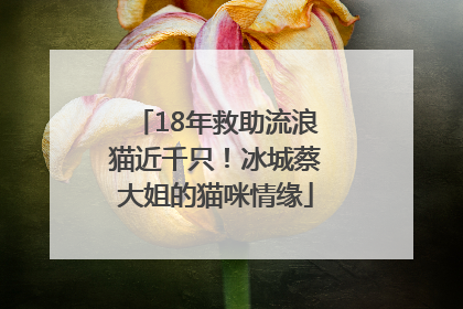 18年救助流浪猫近千只！冰城蔡大姐的猫咪情缘